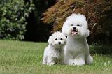 BICHON FRISE 514